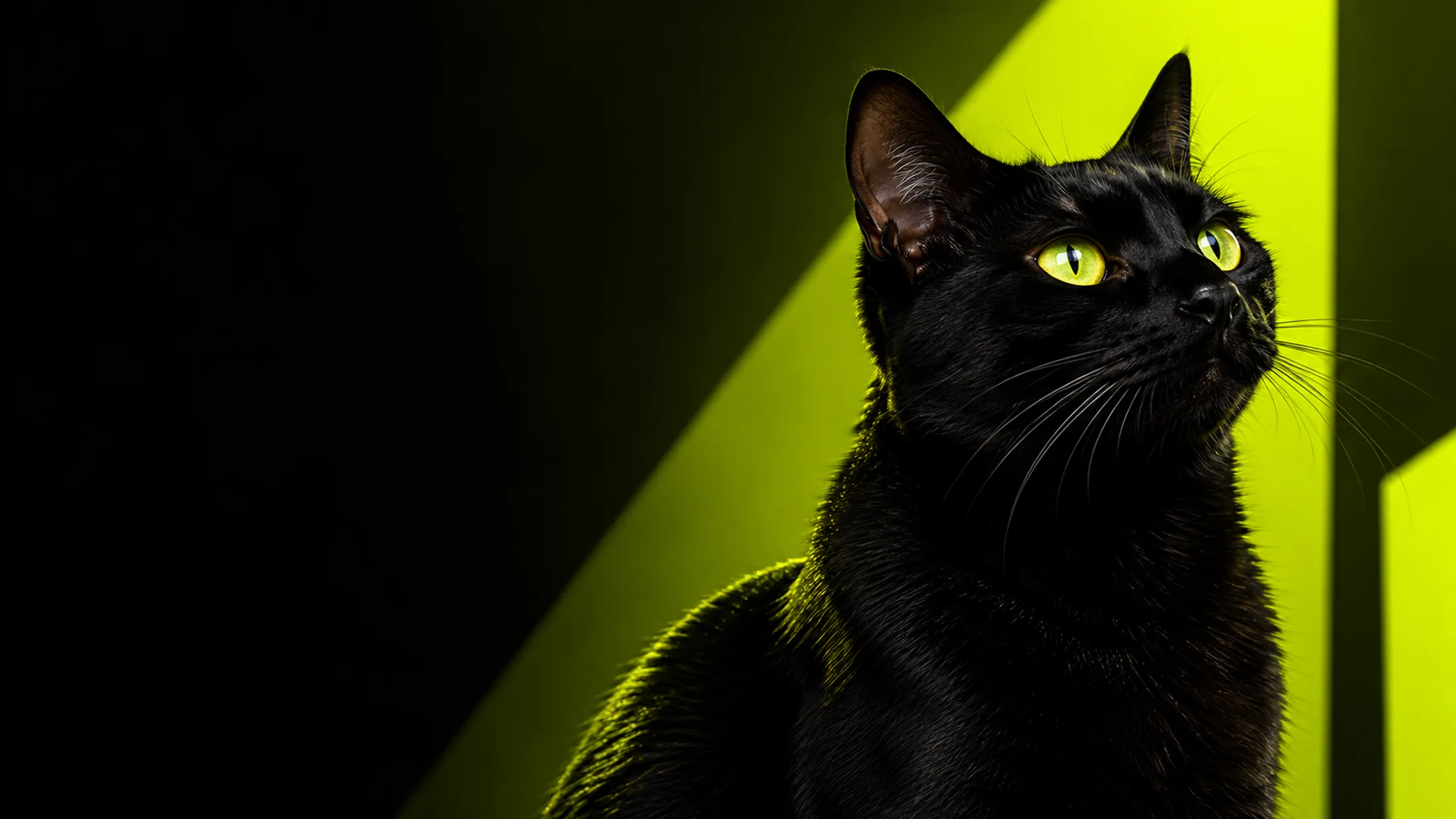 Black cat in Coolcat's acid-green and black visual world
